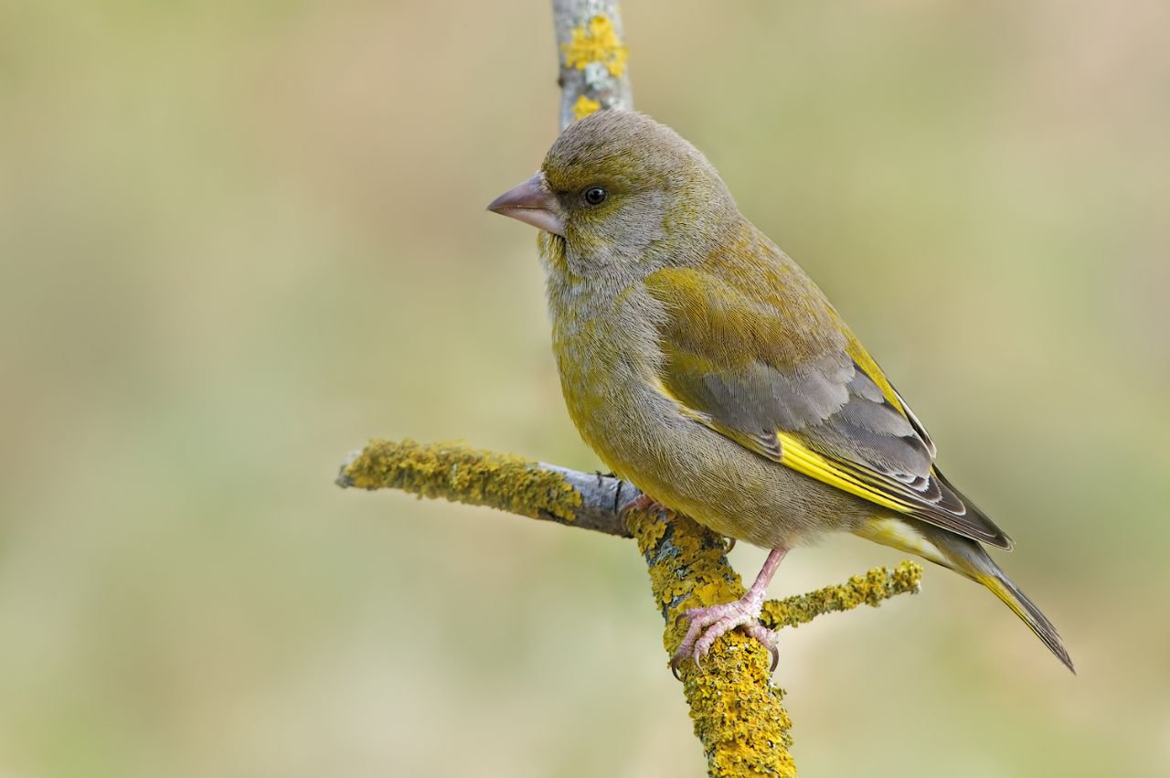 Verdone (Chloris chloris)